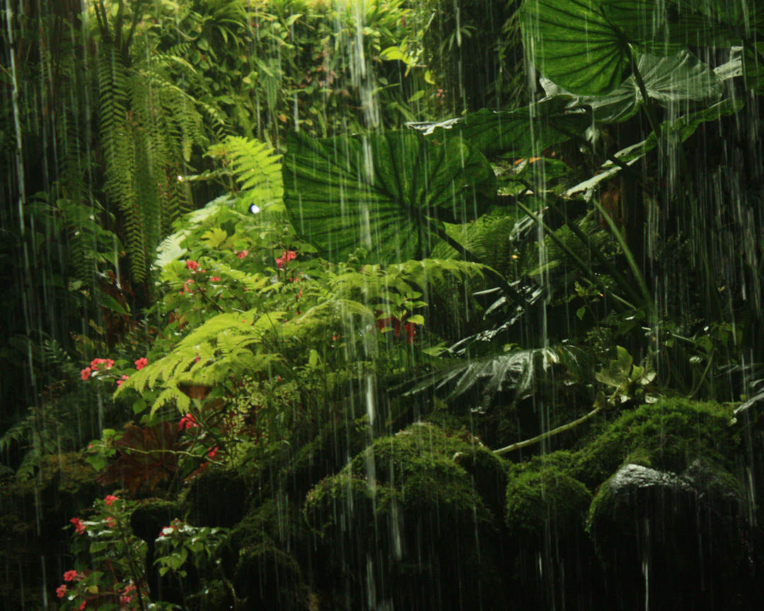 Amazonia — Herbevie