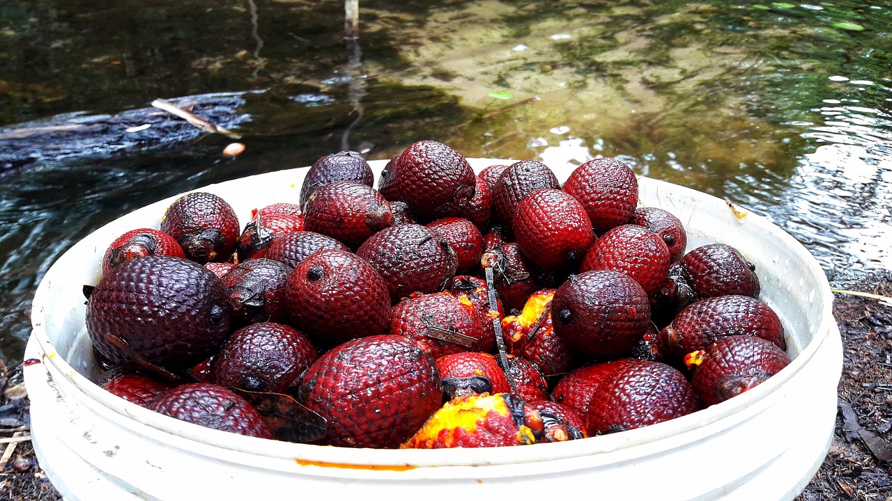 Buriti — ingrediente de Amazonia, Brasil
