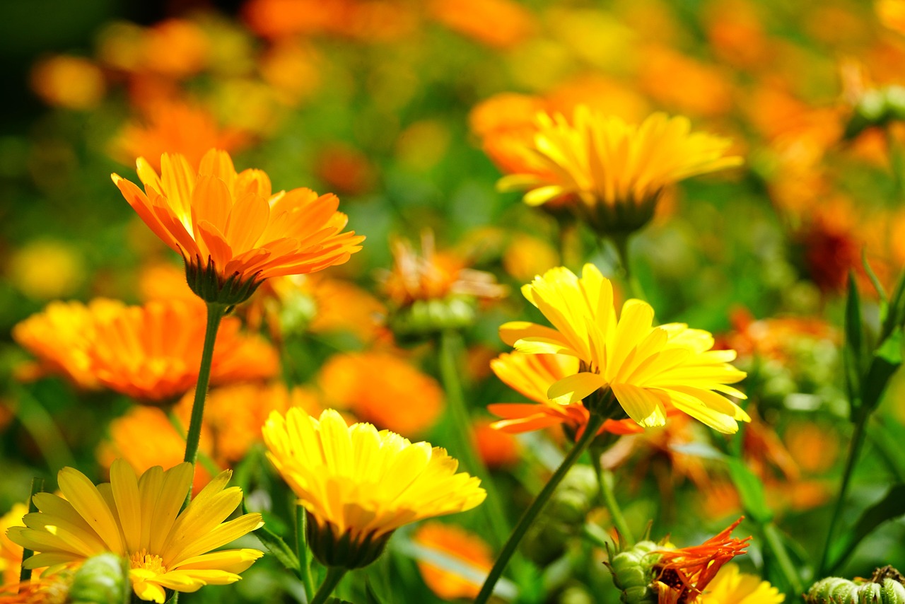 Marigold Essential - Marigold Essential Herbevie