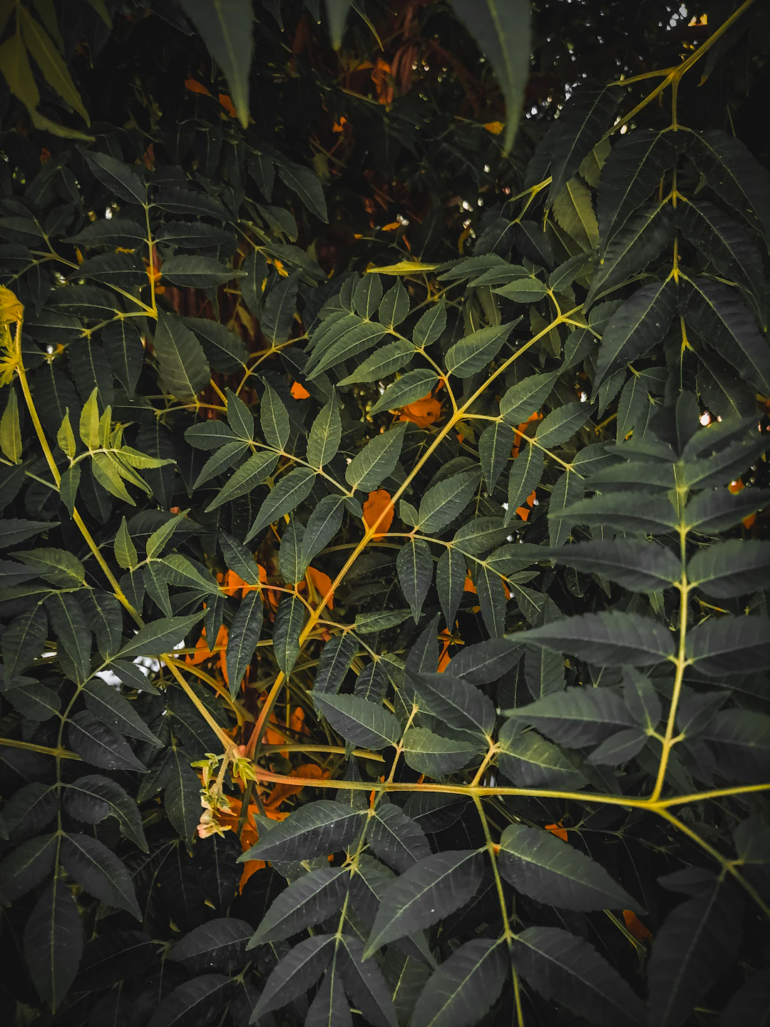 Frasco de Patauá Amazonia Herbevie