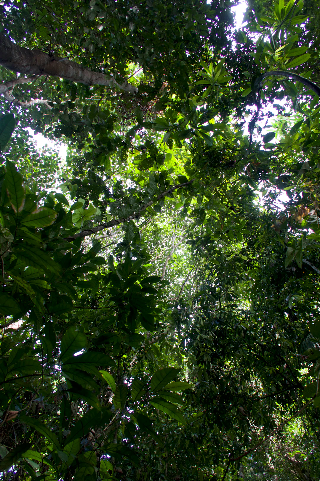 Frasco de Andiroba Amazonia Herbevie