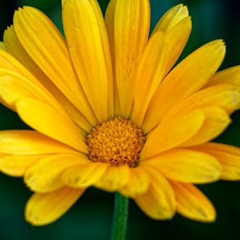 Cultivo templado de caléndula - terroir de origem de Marigold Essential